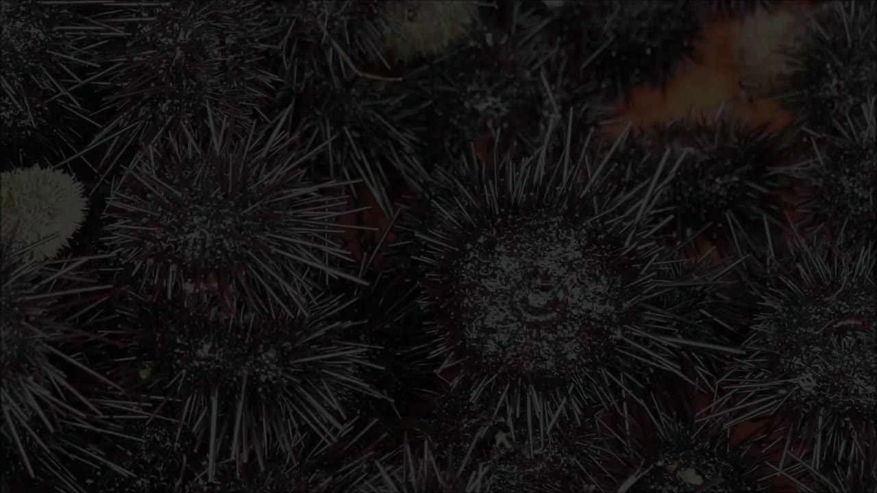 암남공원 해녀촌 (1/2)