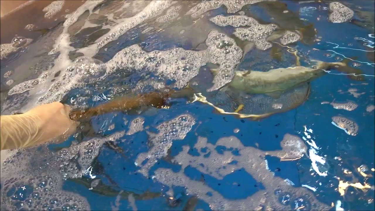 Eunghon Sushi (1/1)